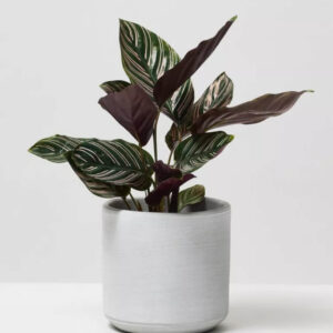 Calathea Pin-Stripe Plant